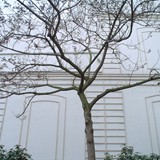 arbres_08